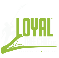 Loyal Tree Care