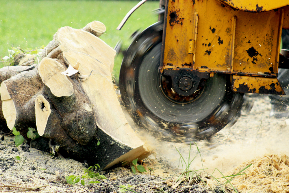 tree-stump-grinding