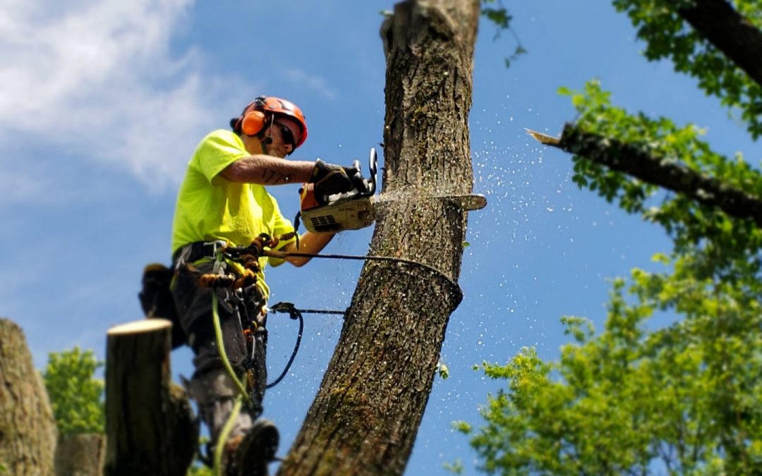 Tree-removal